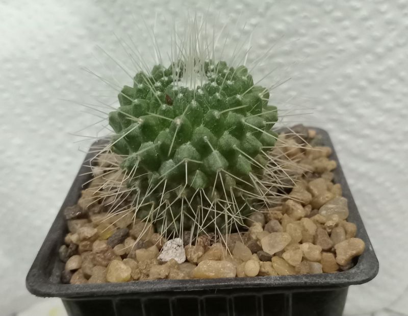 Una foto de Mammillaria spinosissima fma. unpico
