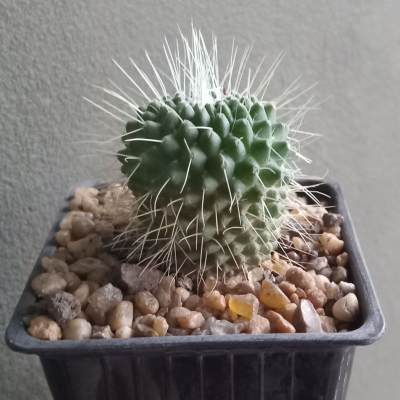 Una foto de Mammillaria spinosissima fma. unpico
