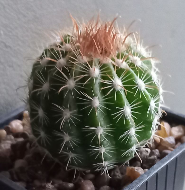 Una foto de Parodia taratensis