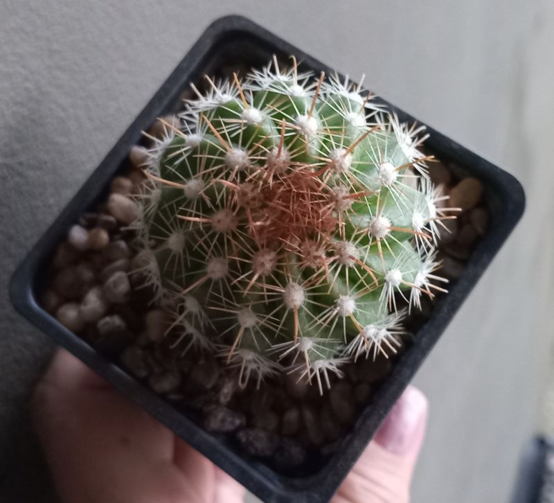 Una foto de Parodia taratensis