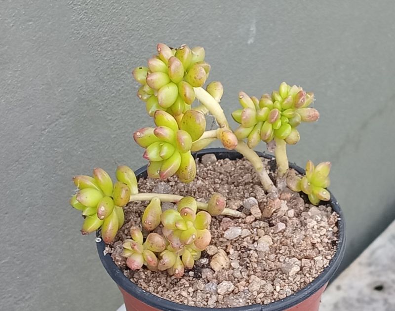Foto de un cactus que se está identificando actualmente
