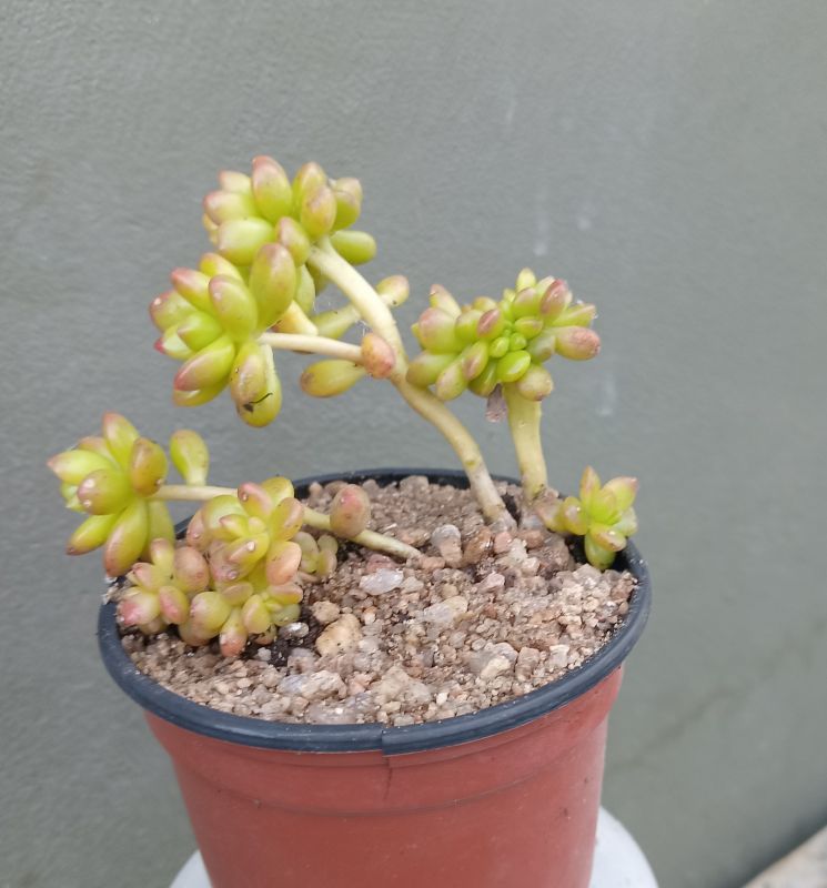 Foto de un cactus que se está identificando actualmente