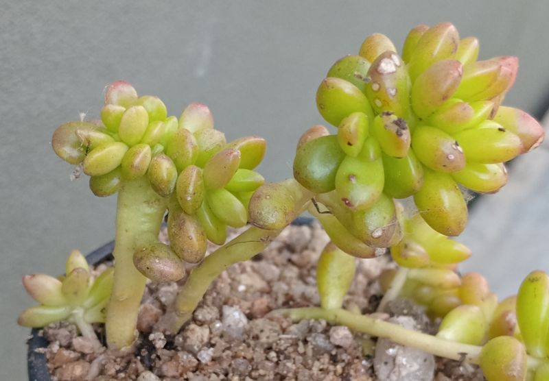 Foto de un cactus que se está identificando actualmente