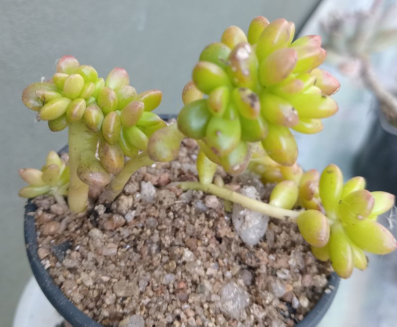 Foto de un cactus que se está identificando actualmente