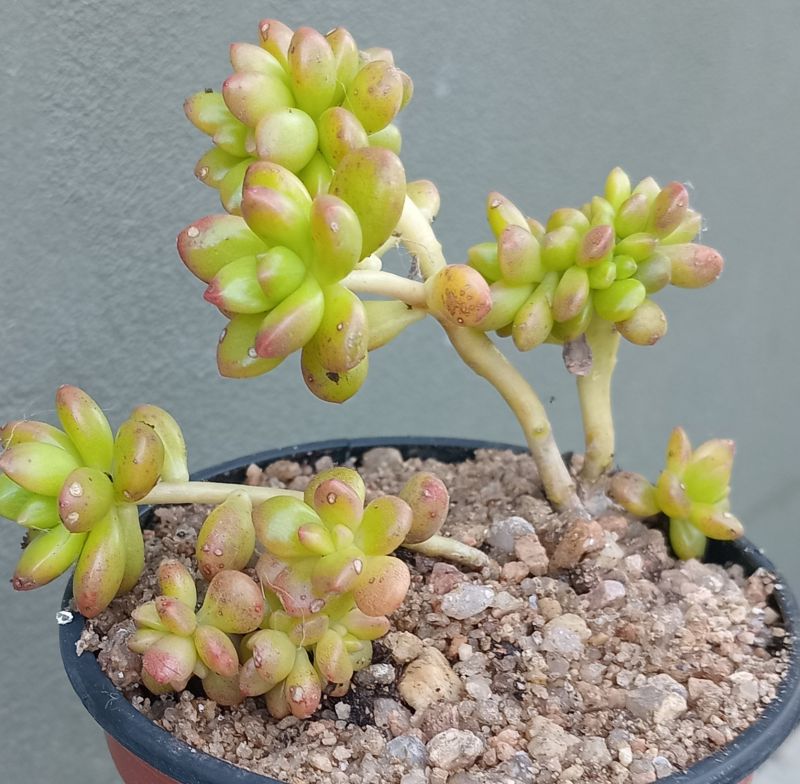 Foto de un cactus que se está identificando actualmente