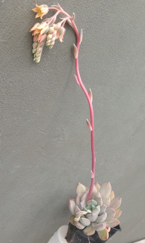 Foto de un cactus que se está identificando actualmente