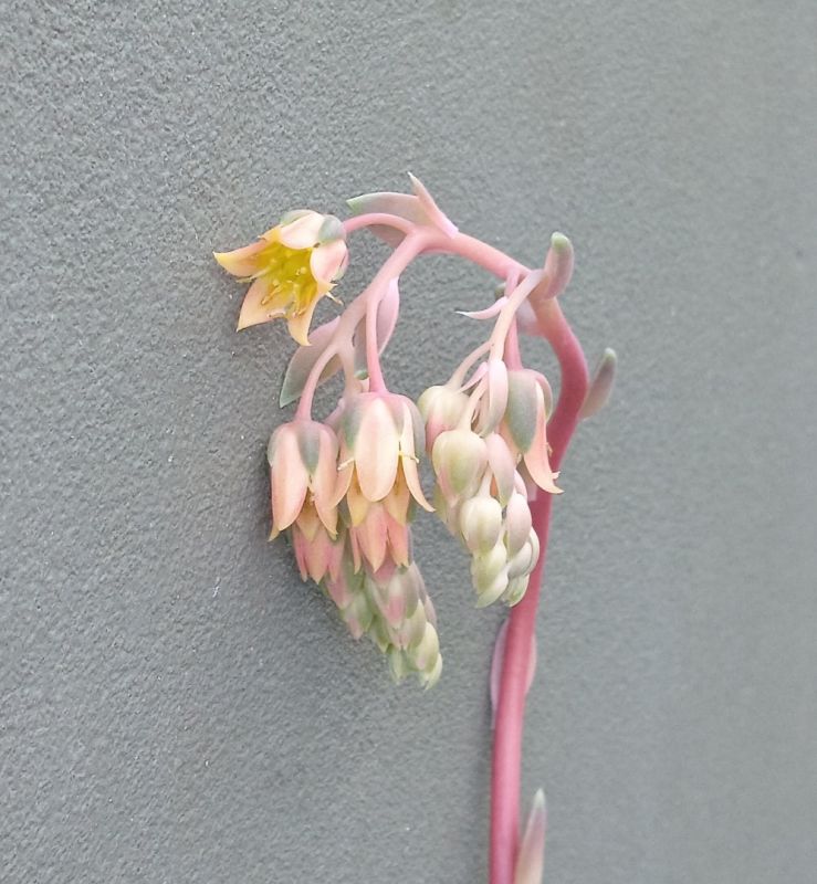 Foto de un cactus que se está identificando actualmente