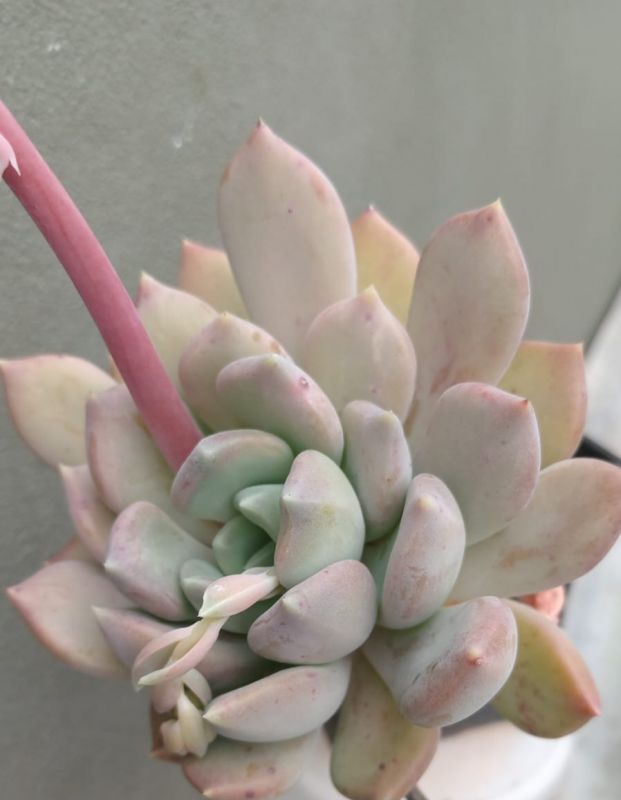 Foto de un cactus que se está identificando actualmente