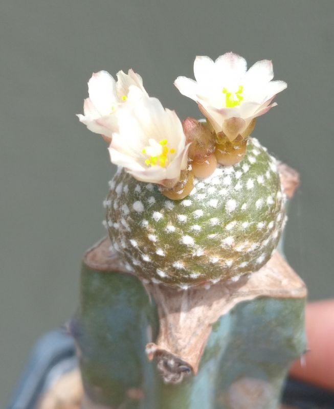 A photo of Blossfeldia liliputana
