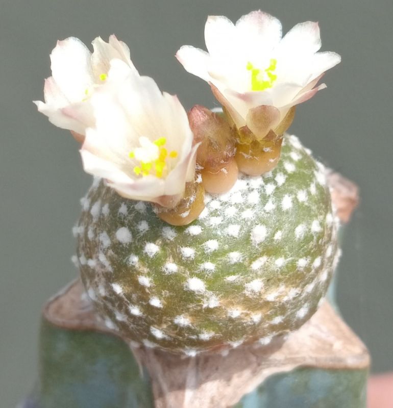 A photo of Blossfeldia liliputana