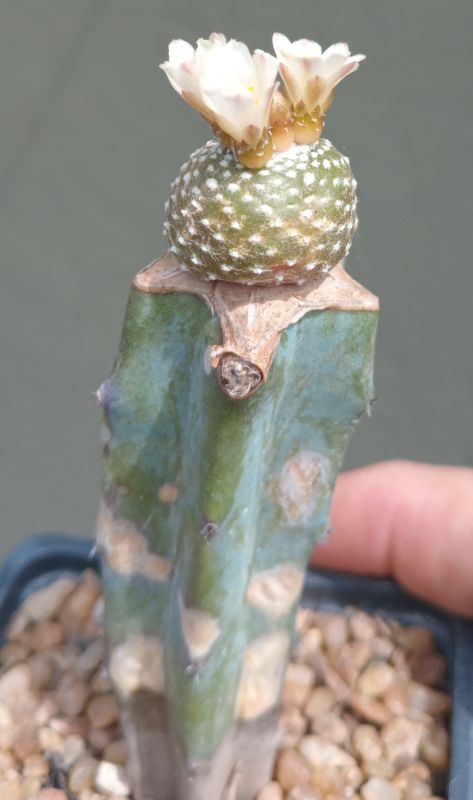 A photo of Blossfeldia liliputana