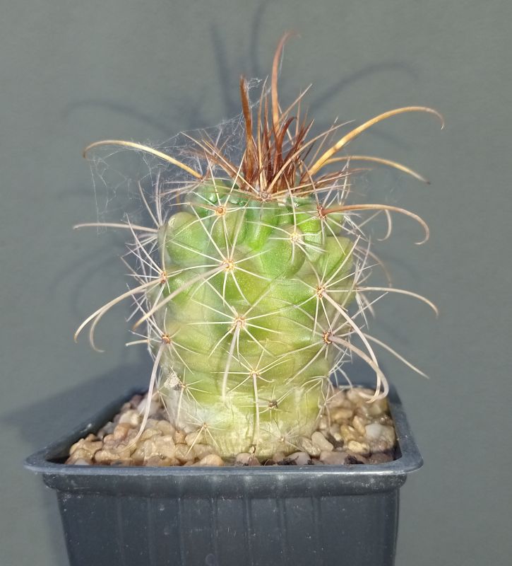Foto de un cactus que se está identificando actualmente