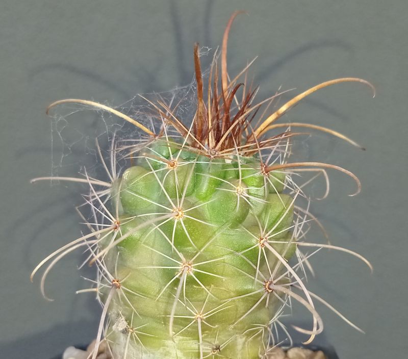 Foto de un cactus que se está identificando actualmente