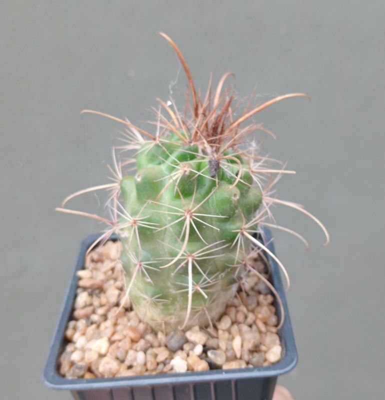 Foto de un cactus que se está identificando actualmente