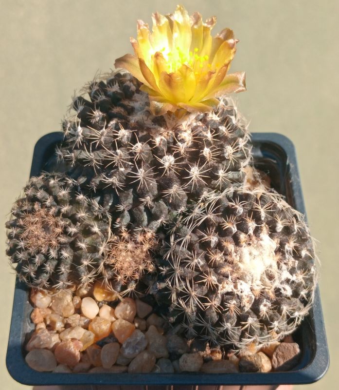 Photo of a cactus currently being identified