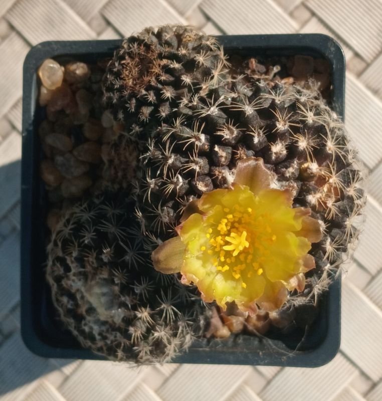Photo of a cactus currently being identified