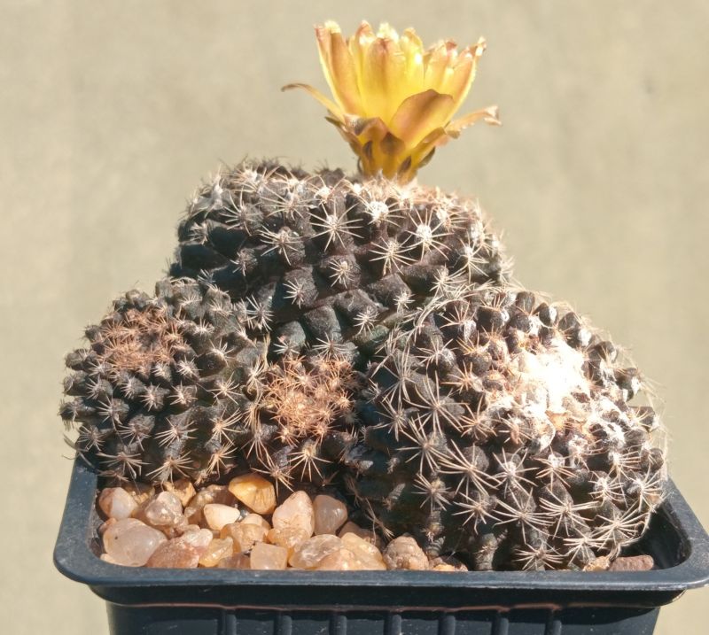 Photo of a cactus currently being identified