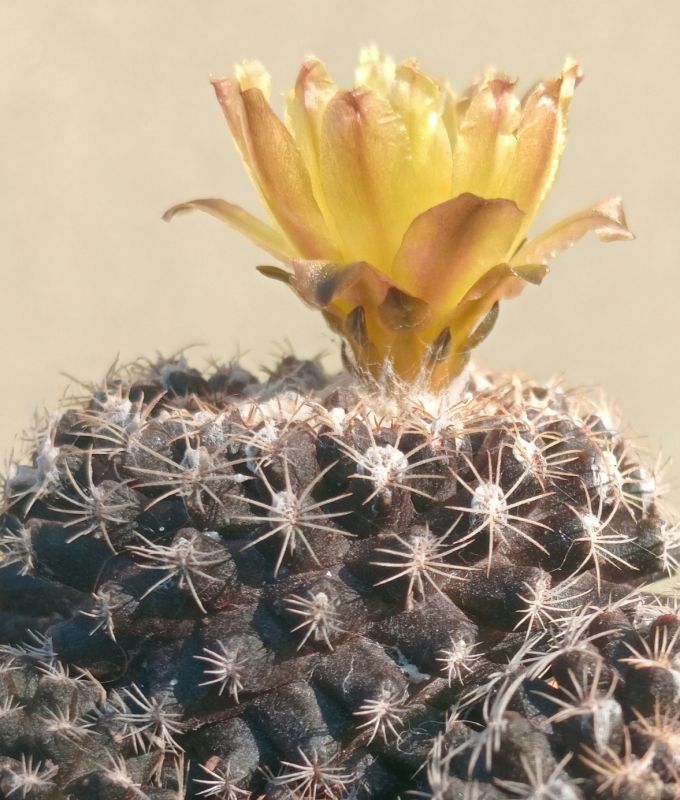 Photo of a cactus currently being identified