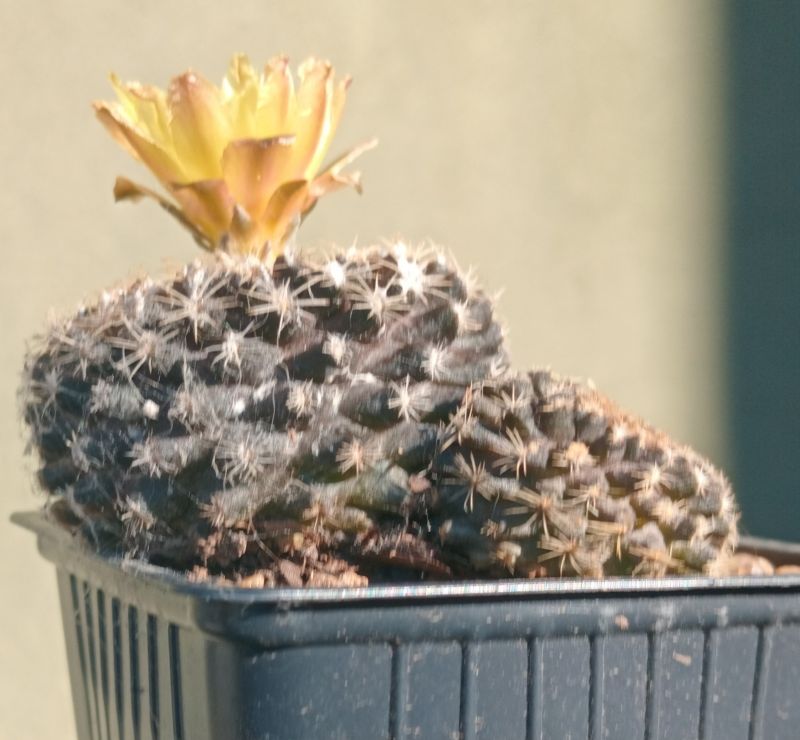 Photo of a cactus currently being identified