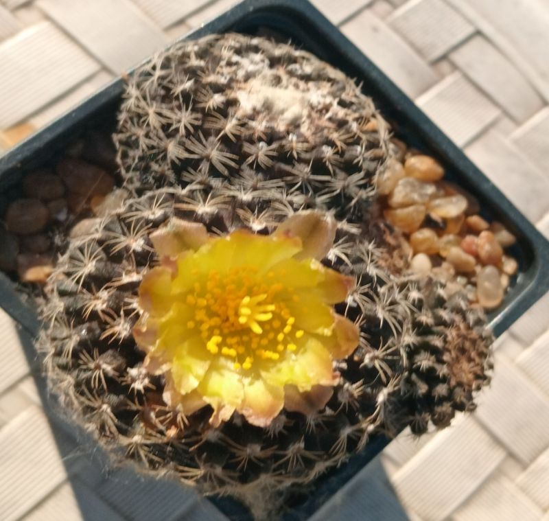 Photo of a cactus currently being identified