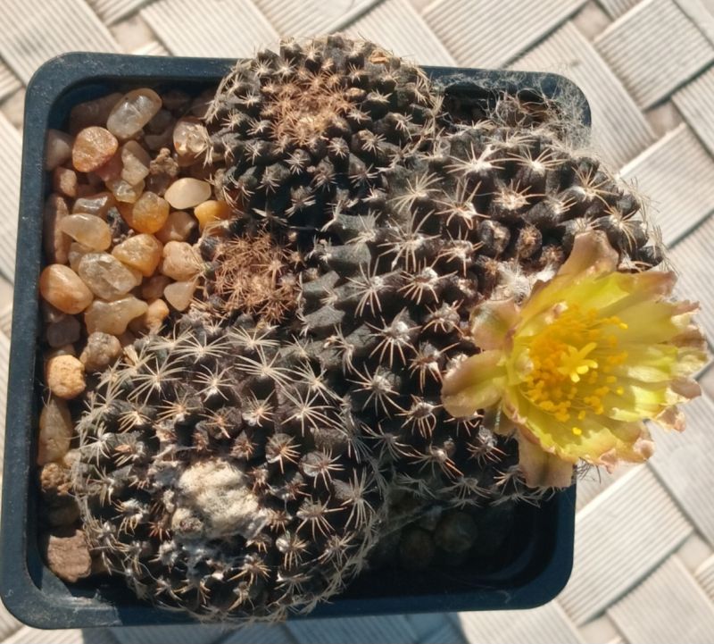 Photo of a cactus currently being identified