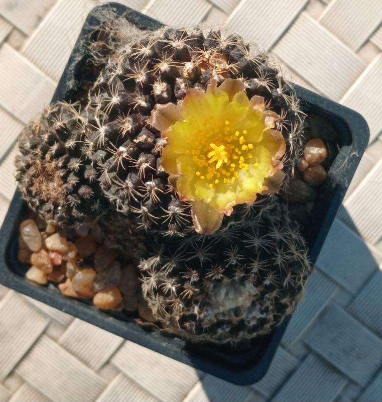 Photo of a cactus currently being identified