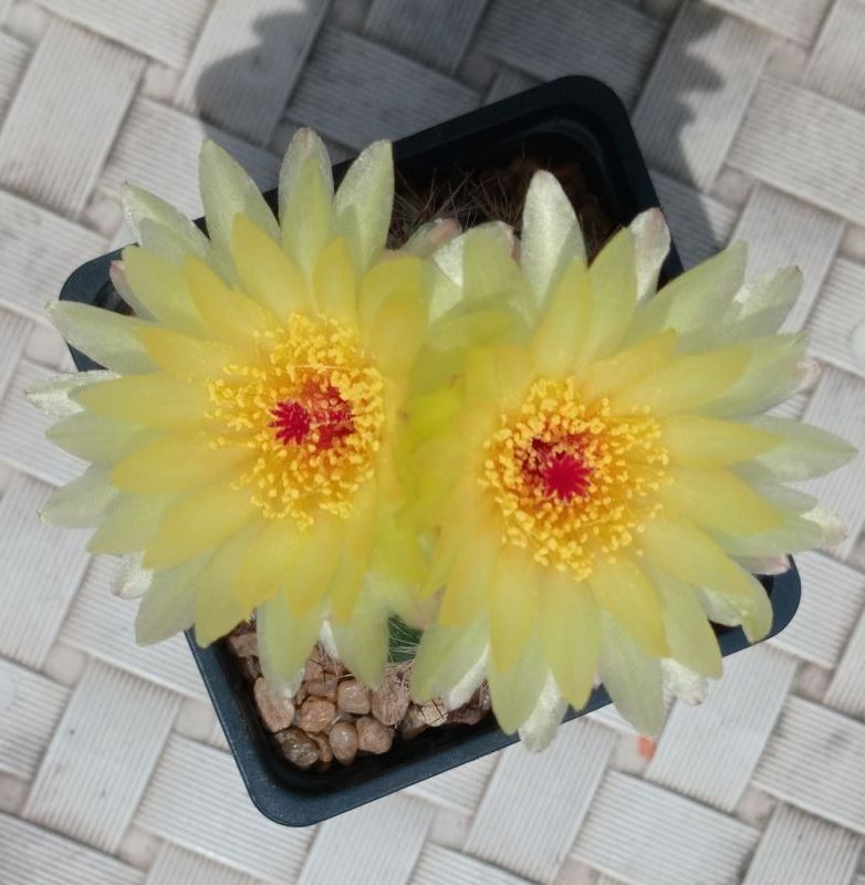 Foto de un cactus que se está identificando actualmente