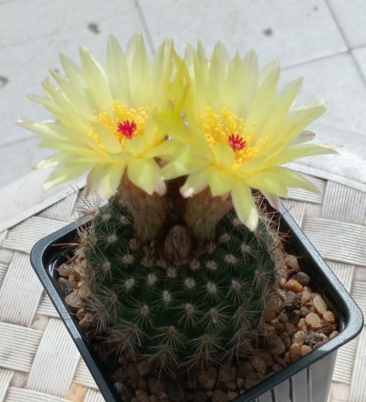 Foto de un cactus que se está identificando actualmente