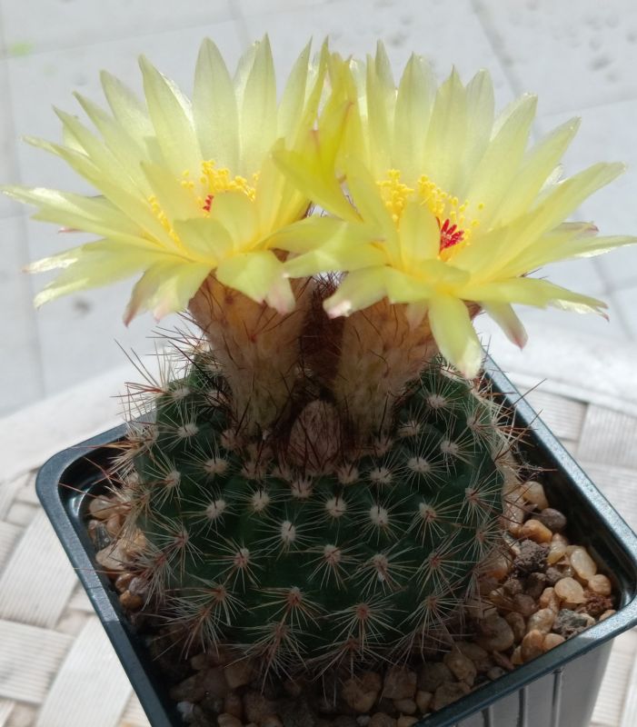 Foto de un cactus que se está identificando actualmente