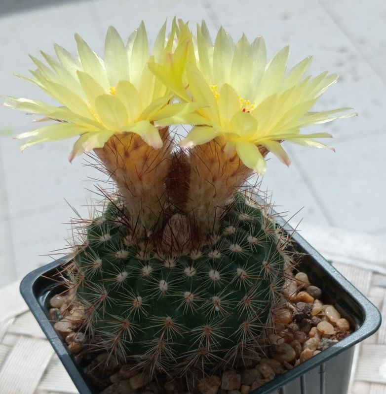 Foto de un cactus que se está identificando actualmente