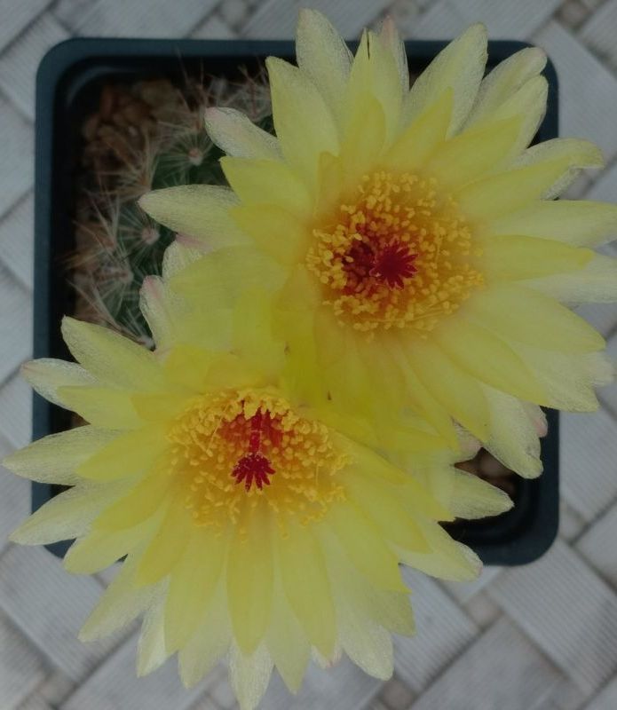 Foto de un cactus que se está identificando actualmente