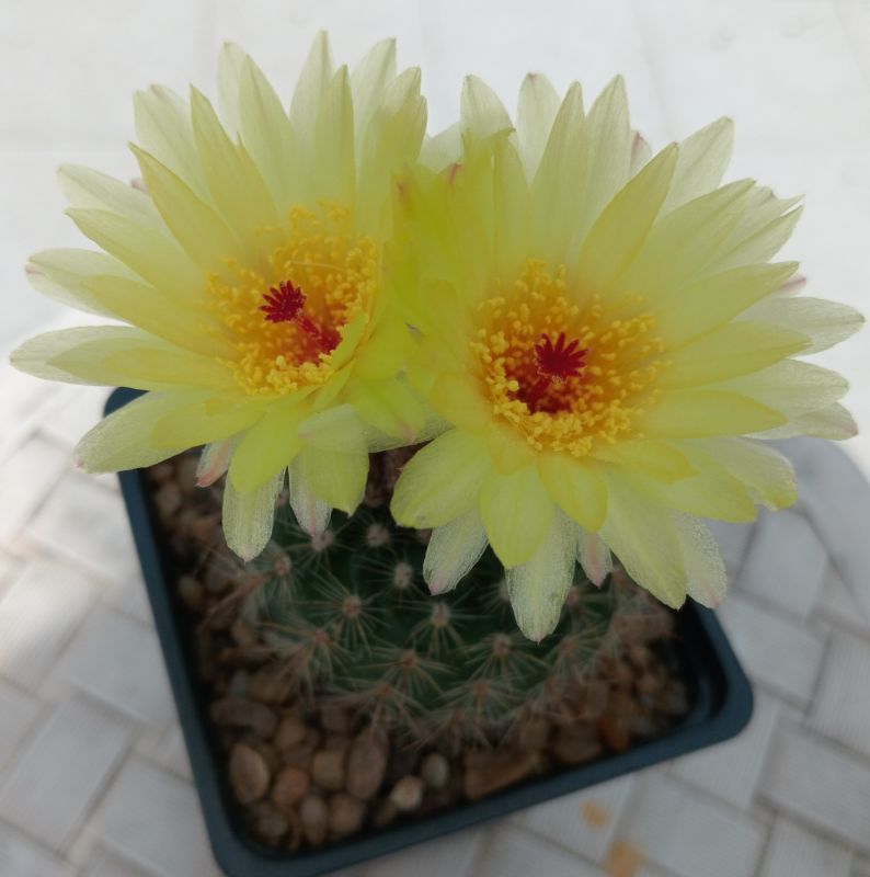 Foto de un cactus que se está identificando actualmente