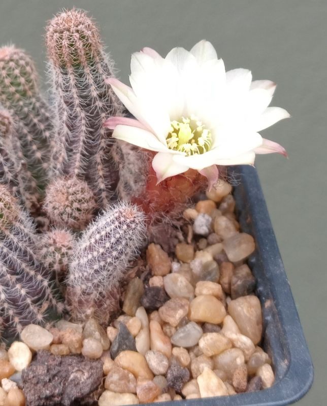 Foto de un cactus que se está identificando actualmente