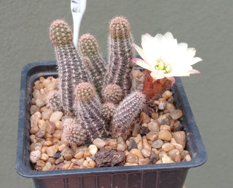 Foto de un cactus que se está identificando actualmente