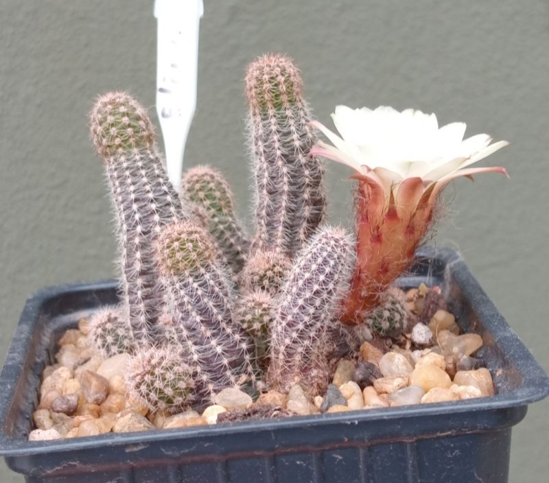 Foto de un cactus que se está identificando actualmente