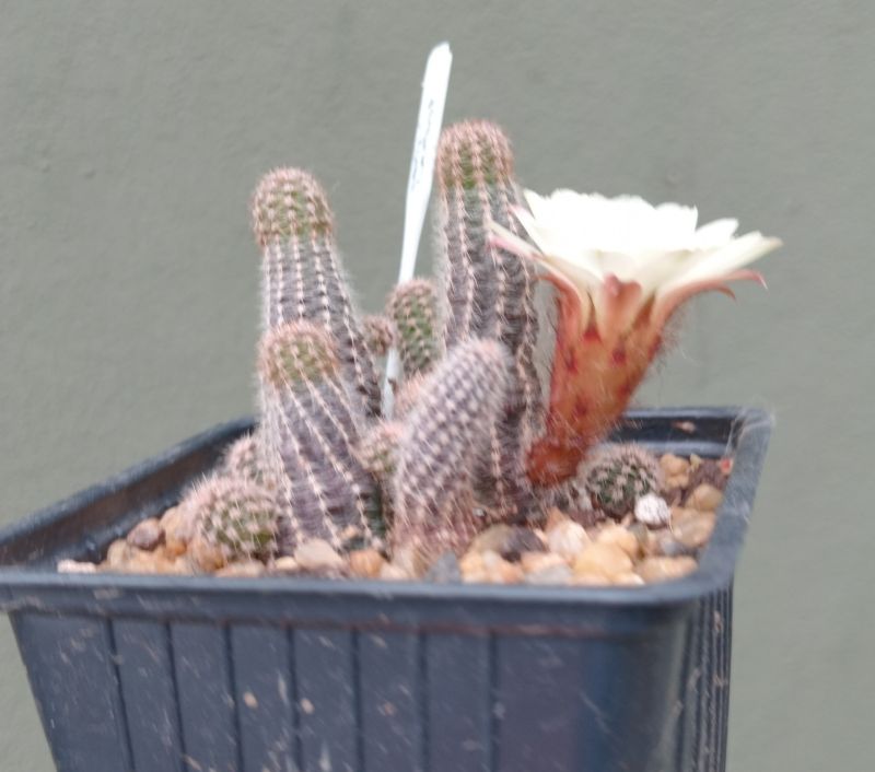 Foto de un cactus que se está identificando actualmente