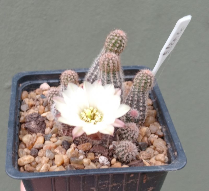 Foto de un cactus que se está identificando actualmente