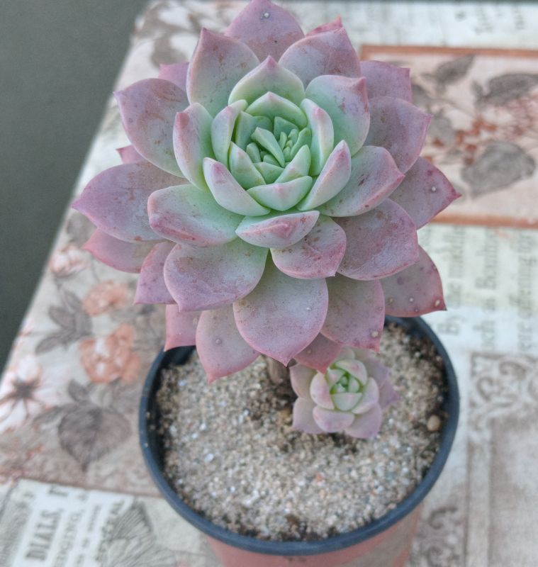 Foto de un cactus que se está identificando actualmente