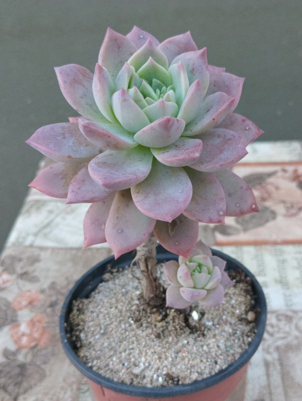 Foto de un cactus que se está identificando actualmente