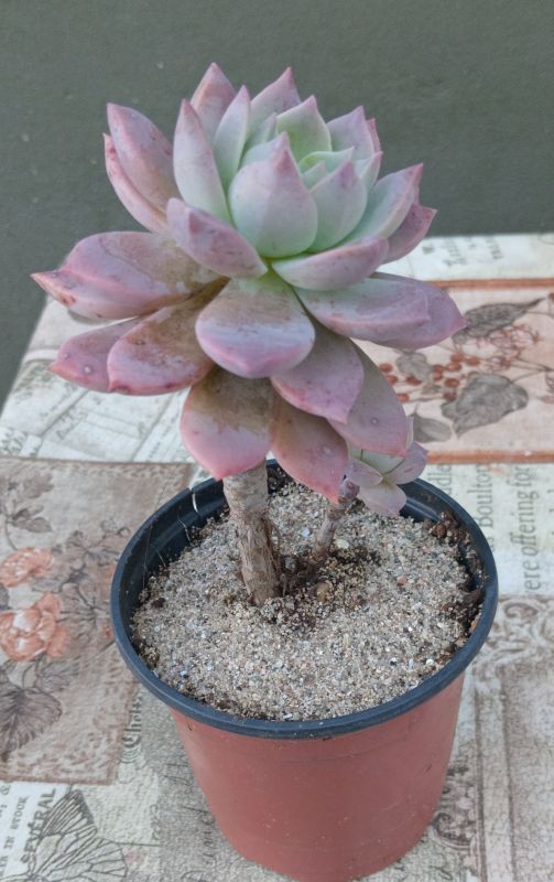 Foto de un cactus que se está identificando actualmente