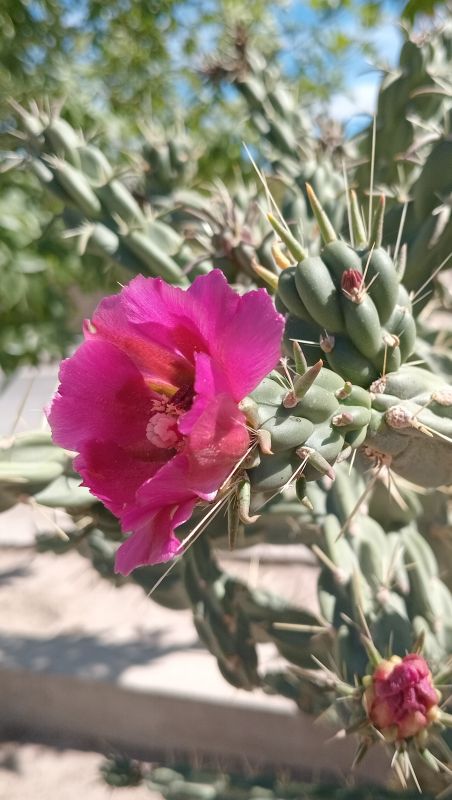 Foto de un cactus que se está identificando actualmente
