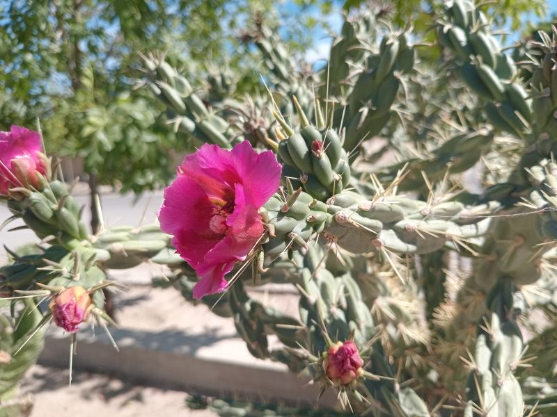 Foto de un cactus que se está identificando actualmente
