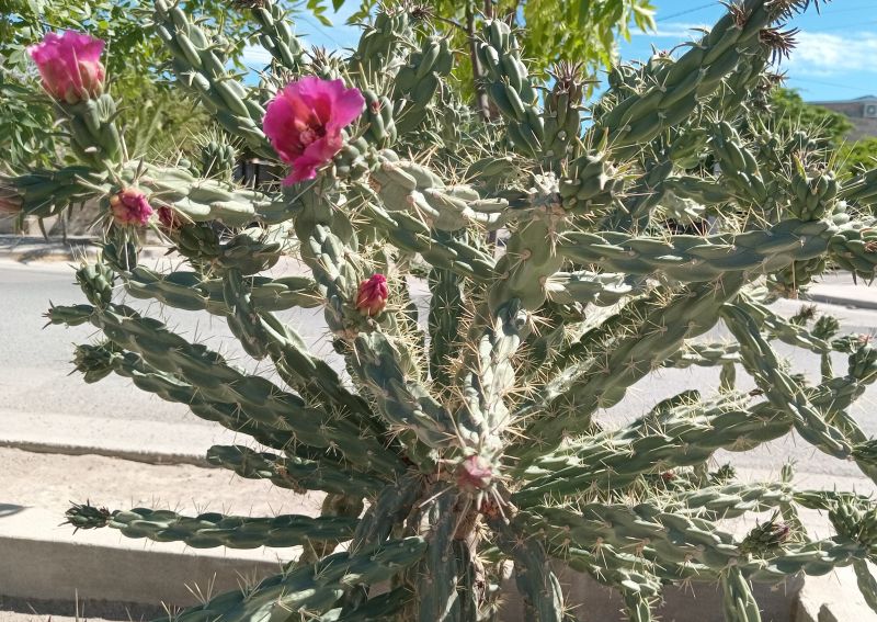 Foto de un cactus que se está identificando actualmente