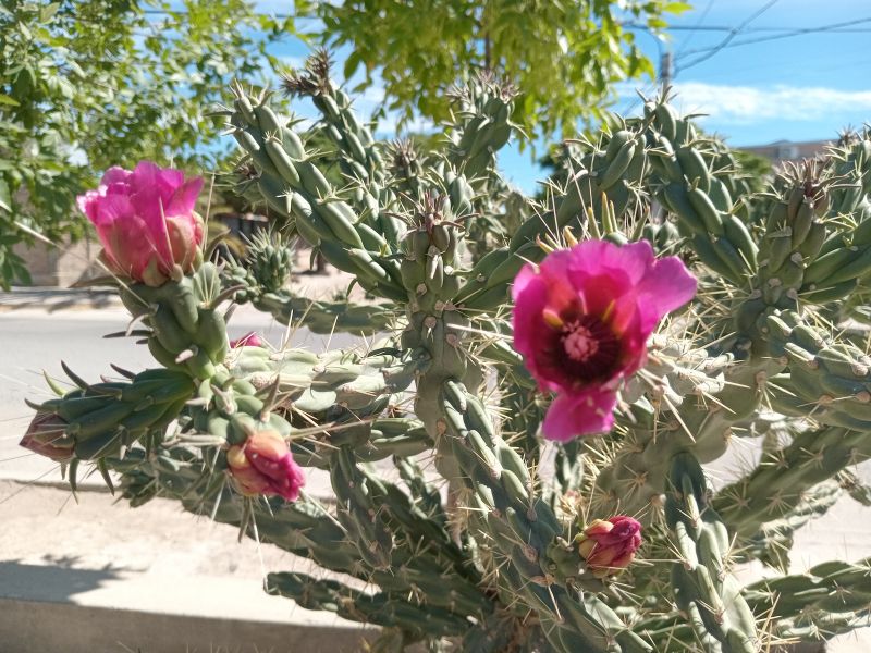 Foto de un cactus que se está identificando actualmente