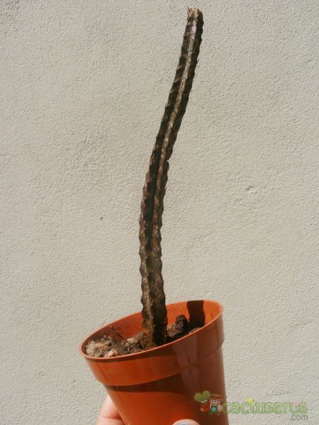 A photo of Cereus spegazzinii