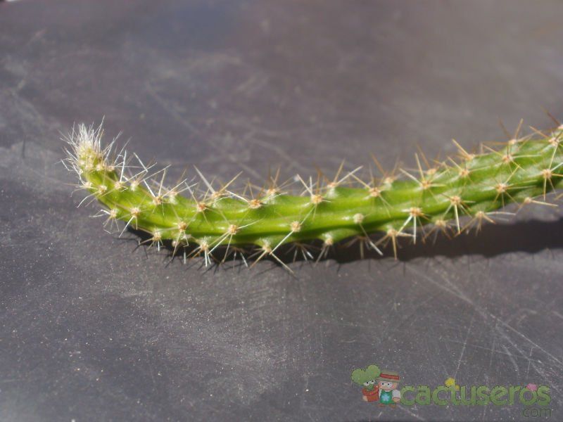 A photo of Disocactus flagelliformis