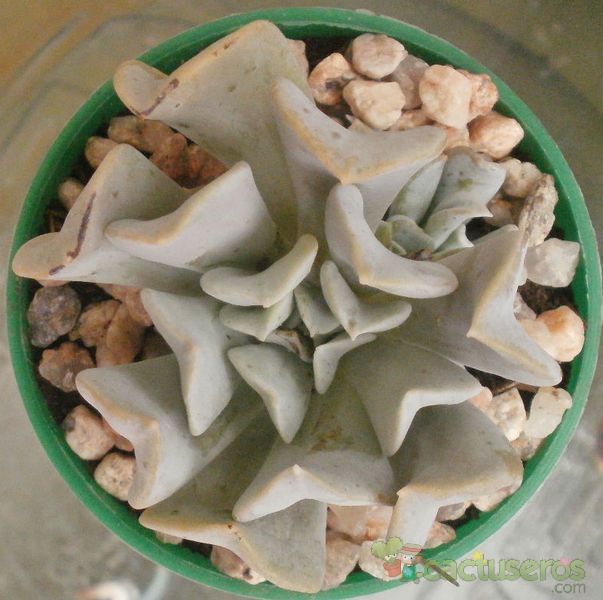 A photo of Echeveria runyonii cv. Topsy turvy 