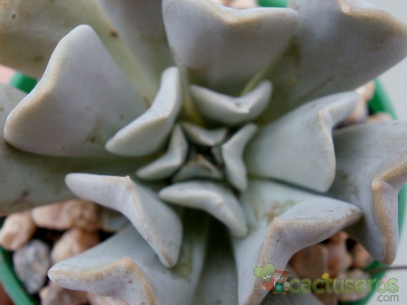 A photo of Echeveria runyonii cv. Topsy turvy 