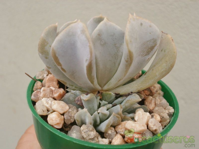 A photo of Echeveria runyonii cv. Topsy turvy 