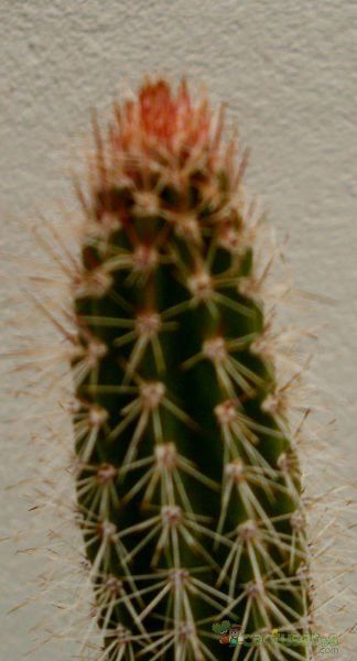 A photo of Cleistocactus baumannii
